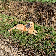 Pongo a rejoint le concours — aidez-le/la à gagner de superbes lots ! blue_sky, bushes, countryside, daytime, dirt_path, dog, dry_grass, field, fur, golden_retriever, grass, happy, landscape, lying_down, nature, outdoors, pet, relaxed, sunny, tongue_out