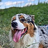 Tucker a rejoint le concours — aidez-le/la à gagner de superbes lots ! dog, australian_shepherd, tongue_out, happy, grass, outdoor, blue_sky, greenery, pet, animal, canine, fur, nature, closeup, portrait, muzzle, tongue, relaxed, daytime, smiling