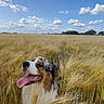 Tucker a rejoint le concours — aidez-le/la à gagner de superbes lots ! dog, wheat_field, blue_sky, clouds, outdoor, nature, grass, sunny, tongue_out, happy, animal, canine, summer, field, sky, daylight, rural, pet, fur, landscape