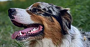 Tucker participe au concours pour gagner de l'argent avec cette photo : dog, outdoor, grass, sky, cloud, tongue, fur, happy, animal, pet, nature, closeup, canine, muzzle, portrait, daylight, fluffy, brown, white, black