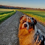 Tucker a rejoint le concours — aidez-le/la à gagner de superbes lots ! australian_shepherd, dog, dirt_road, countryside, field, grass, sunlight, blue_sky, outdoor, pet, animal, fur, portrait, nature, rural, landscape, mammal, canine, sitting, daytime