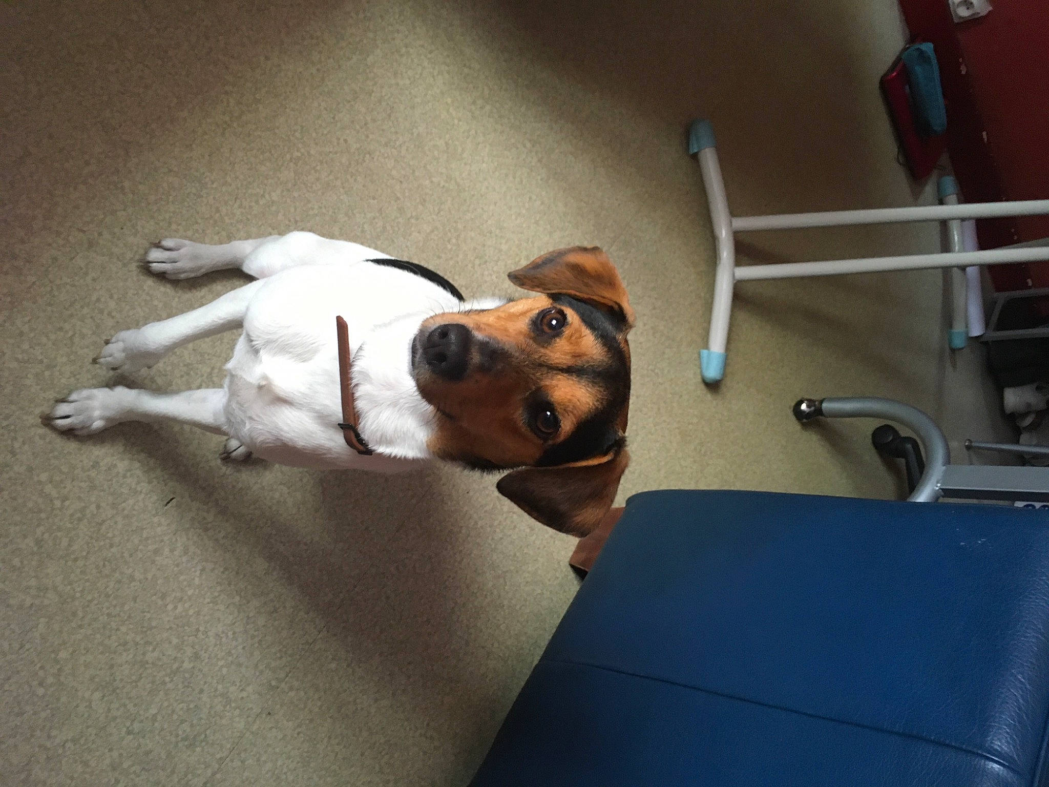 Pixie participe au concours pour gagner de l'argent avec cette photo : canidae, carnivore, companion_dog, coonhound, dog, dog_breed, ear, harrier, jack_russell_terrier, nose, snout, sporting_group, treeing_walker_coonhound