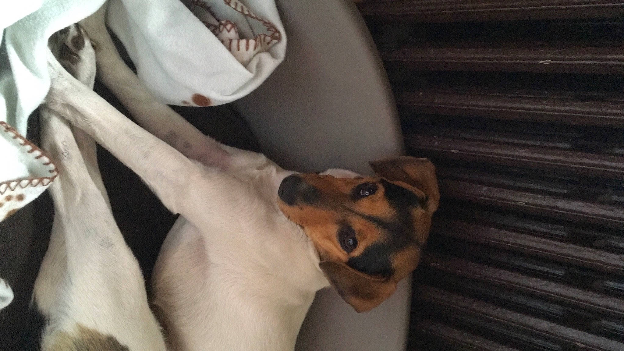 Pixie participe au concours pour gagner de l'argent avec cette photo : black_mouth_cur, canidae, carnivore, companion_dog, danish_swedish_farmdog, dog, dog_breed, fawn, feist, fox_terrier, jack_russell_terrier, lurcher, mammal, russell_terrier, smooth_fox_terrier, whippet