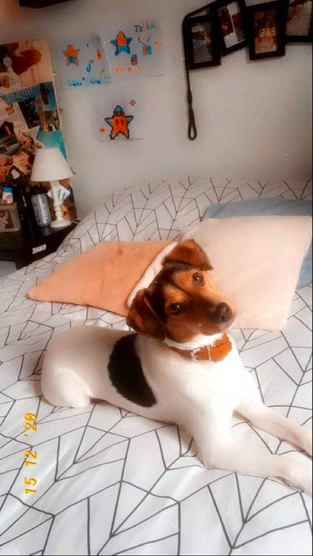 Pixie a rejoint le concours — aidez-le/la à gagner de superbes lots ! bed, bed_sheet, bedding, bedroom, brown, carnivore, companion_dog, dog, dog_breed, home, home_accessories, interior_design, lamp, linens, liver, picture_frame, pillow, room, wall