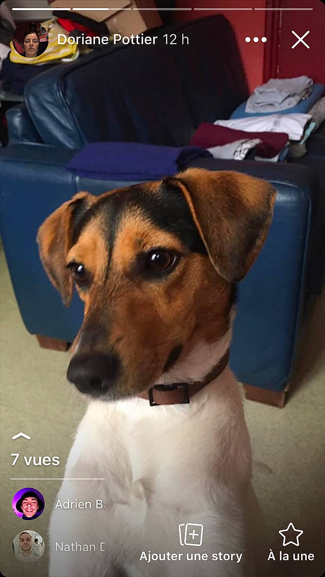 Pixie participe au concours pour gagner de l'argent avec cette photo : canidae, carnivore, companion_dog, dog, dog_breed, fawn, fox_terrier, jack_russell_terrier, mammal, photo_caption, potcake_dog, rare_breed_dog, russell_terrier, smooth_fox_terrier, snout, sporting_group, street_dog, vertebrate