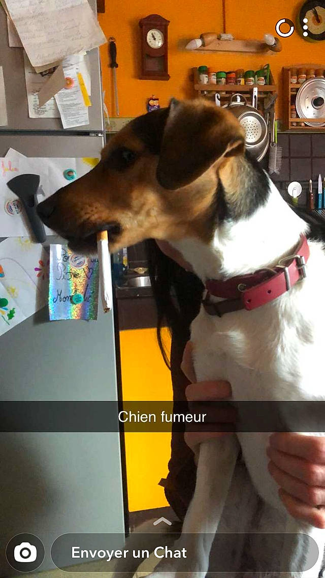 Pixie a rejoint le concours — aidez-le/la à gagner de superbes lots ! brazilian_terrier, canidae, carnivore, collar, companion_dog, dog, dog_breed, fox_terrier, italian_greyhound, smooth_fox_terrier, snout