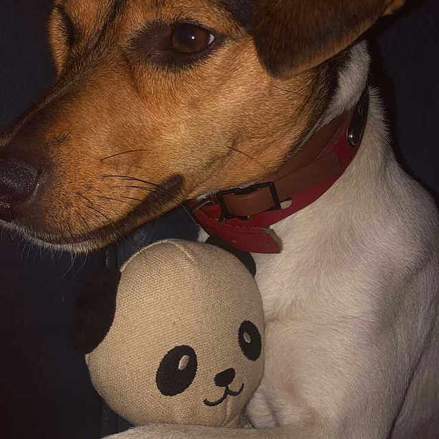 Pixie