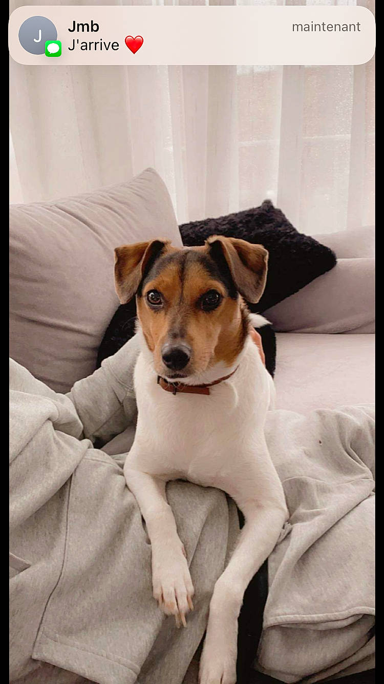 Pixie participe au concours pour gagner de l'argent avec cette photo : carnivore, collar, comfort, companion_dog, couch, dog, dog_breed, drinkware, fawn, linens, pattern, paw, pet_supply, rectangle, serveware, snout, terrier, whiskers, working_animal