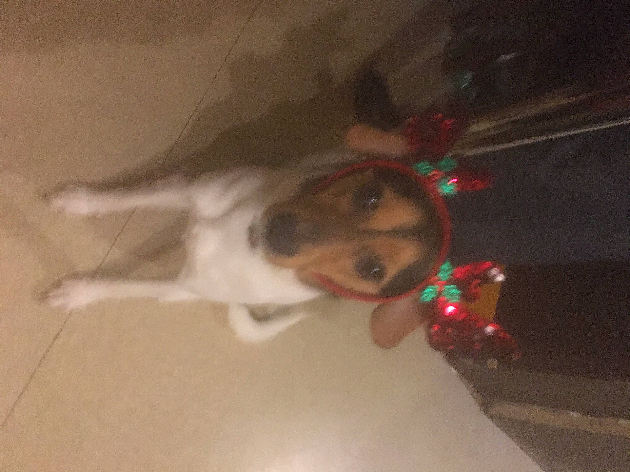 Pixie participe au concours pour gagner de l'argent avec cette photo : canidae, carnivore, collar, companion_dog, dog, dog_breed, dog_supply, fur, paw, snout, sporting_group, tail, working_animal, working_dog