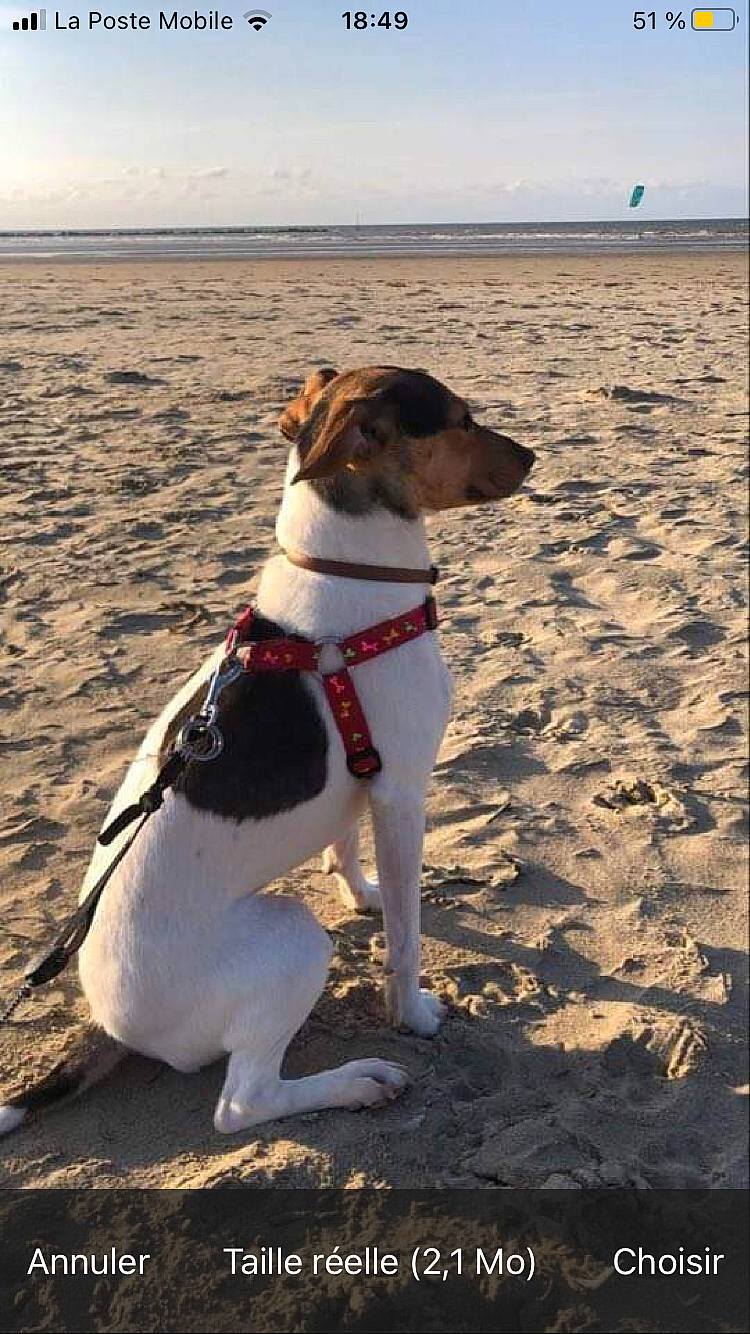 Pixie participe au concours pour gagner de l'argent avec cette photo : beach, canidae, carnivore, cloud, collar, companion_dog, dog, dog_breed, dog_collar, dog_supply, fawn, horizon, landscape, mammal, sand, shore, sky, sporting_group, summer, water