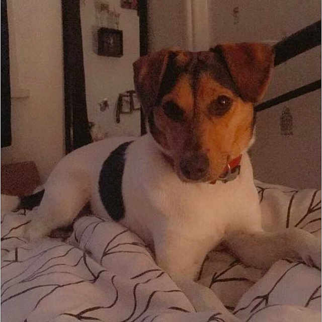 Pixie