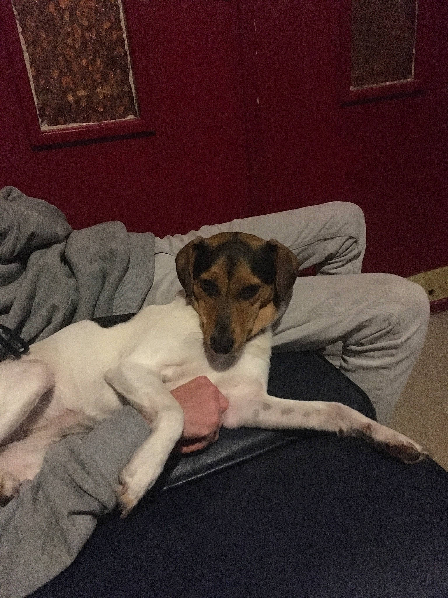 Pixie participe au concours pour gagner de l'argent avec cette photo : canidae, carnivore, comfort, companion_dog, danish_swedish_farmdog, dog, dog_breed, fawn, fox_terrier, jack_russell_terrier, mammal, parson_russell_terrier, puppy, rat_terrier, russell_terrier, smooth_fox_terrier