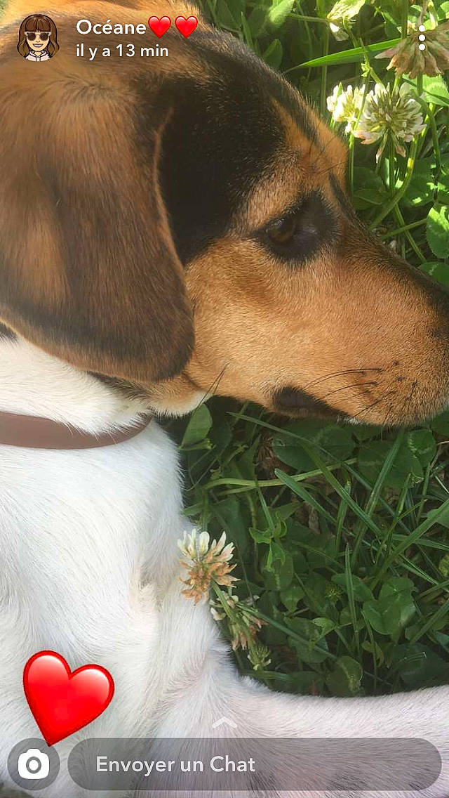 Pixie a rejoint le concours — aidez-le/la à gagner de superbes lots ! american_foxhound, beagle, beagle_harrier, canidae, carnivore, companion_dog, coonhound, dog, dog_breed, english_foxhound, estonian_hound, grass, harrier, mammal, pocket_beagle, puppy, rare_breed_dog, snout, treeing_walker_coonhound, vertebrate