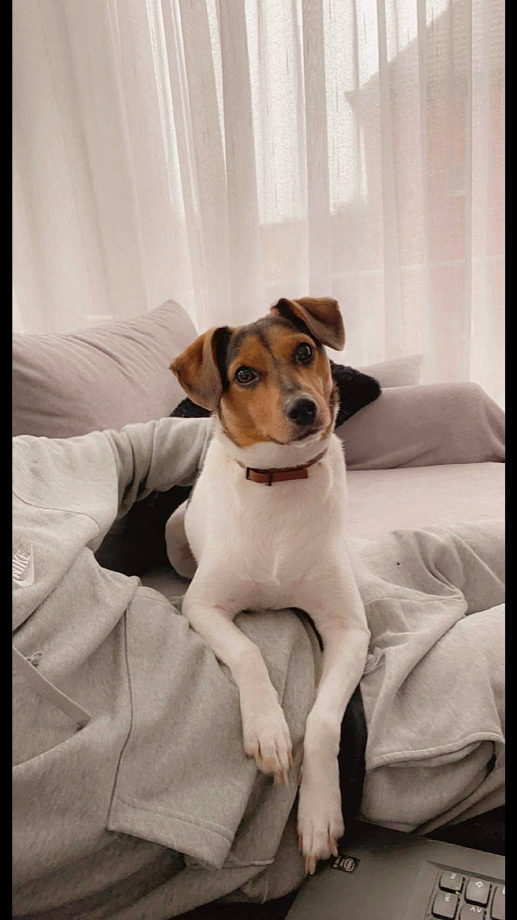 Pixie participe au concours pour gagner de l'argent avec cette photo : bedding, canidae, carnivore, collar, comfort, companion_dog, couch, dog, dog_breed, dog_supply, glasses, linens, non_sporting_group, paw, rectangle, sporting_group, terrier, whiskers, wood, working_animal