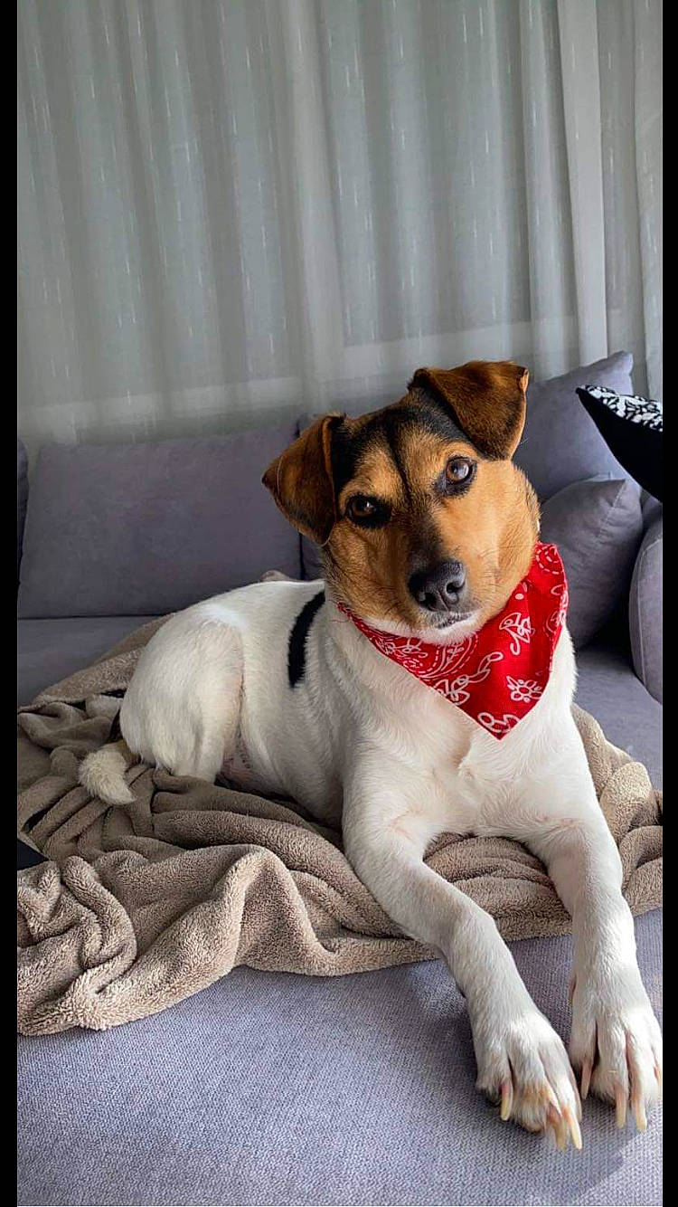 Pixie participe au concours pour gagner de l'argent avec cette photo : canidae, carnivore, chair, collar, comfort, companion_dog, couch, curtain, dog, dog_breed, dog_supply, fur, linens, paw, pillow, rectangle, serveware, terrestrial_animal, terrier, whiskers