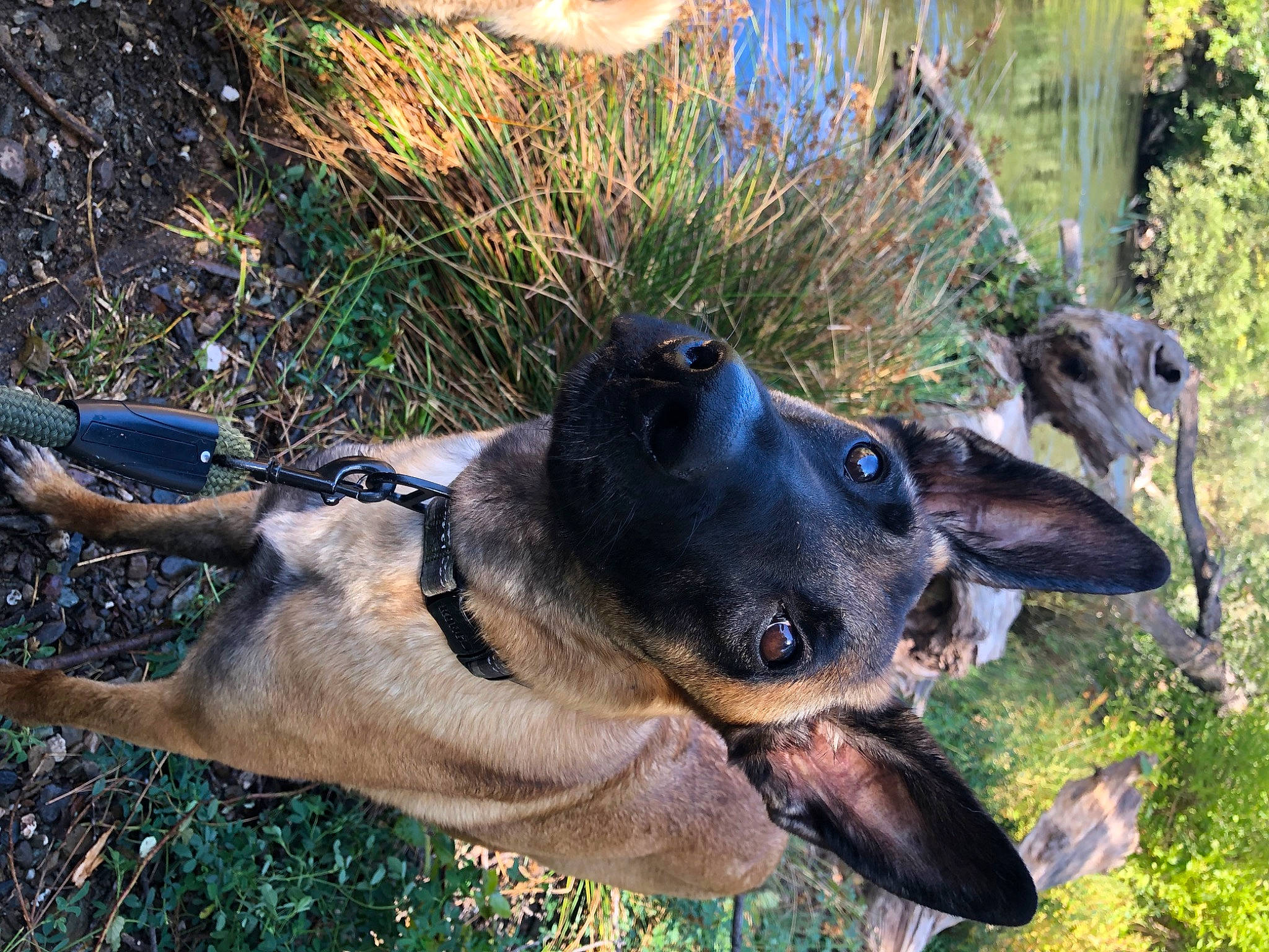 Harley is registered to the contest to win money with this photo: canidae, carnivore, collar, companion_dog, dog, dog_breed, dog_collar, fawn, german_shepherd_dog, grass, guard_dog, hunting_dog, pet_supply, plant, snout, sporting_group, terrestrial_animal, whiskers, working_animal, working_dog