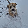 puppy, dog, snow, leash, outdoor, cute, pet, animal, winter, young, fur, face, eyes, nose, paw, white, brown, nature, cold, sitting