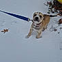 puppy, dog, snow, leash, blue_leash, collar, outdoor, winter, young_dog, animal, pet, curious, brown_dog, white_snow, footprints, leaf, yellow_object, nature, canine, playful