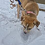 puppy, dog, snow, leash, collar, outdoor, winter, pet, animal, curious, paw_prints, brown_fur, sniffing, concrete, leaves, cold, young_dog, walking, nature, daylight