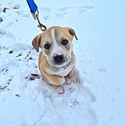 Ollie Fayee joined the competition — help win amazing prizes! puppy, dog, snow, leash, outdoor, cute, pet, animal, winter, white, brown, fur, sitting, looking_up, cold, nature, playful, young, adorable, face