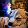 puppy, dog, sleeping, blanket, cozy, closeup, fur, face, nose, whiskers, cute, pet, domestic_animal, indoor, resting, soft_texture, blurred_background, bokeh, peaceful, warm