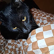 Binx is registered to the contest to win money with this photo: black_cat, cat, pet, animal, yellow_eyes, close_up, fur, indoor, blanket, checkered_pattern, cozy, curious, whiskers, face, mammal, domestic_animal, feline, looking, resting, bed