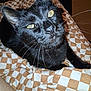 cat, black_cat, pet, animal, indoor, blanket, checkered_pattern, fur, whiskers, face, yellow_eyes, looking_up, close_up, domestic_cat, cute, resting, bedroom, feline, soft_texture, curious