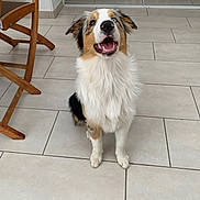Utsanne participe au concours pour gagner de l'argent avec cette photo : dog, happy, sitting, indoor, tile_floor, wooden_chair, fluffy_fur, open_mouth, pet, animal, canine, smiling, brown_fur, black_fur, white_fur, ears, nose, tongue, looking_up, house