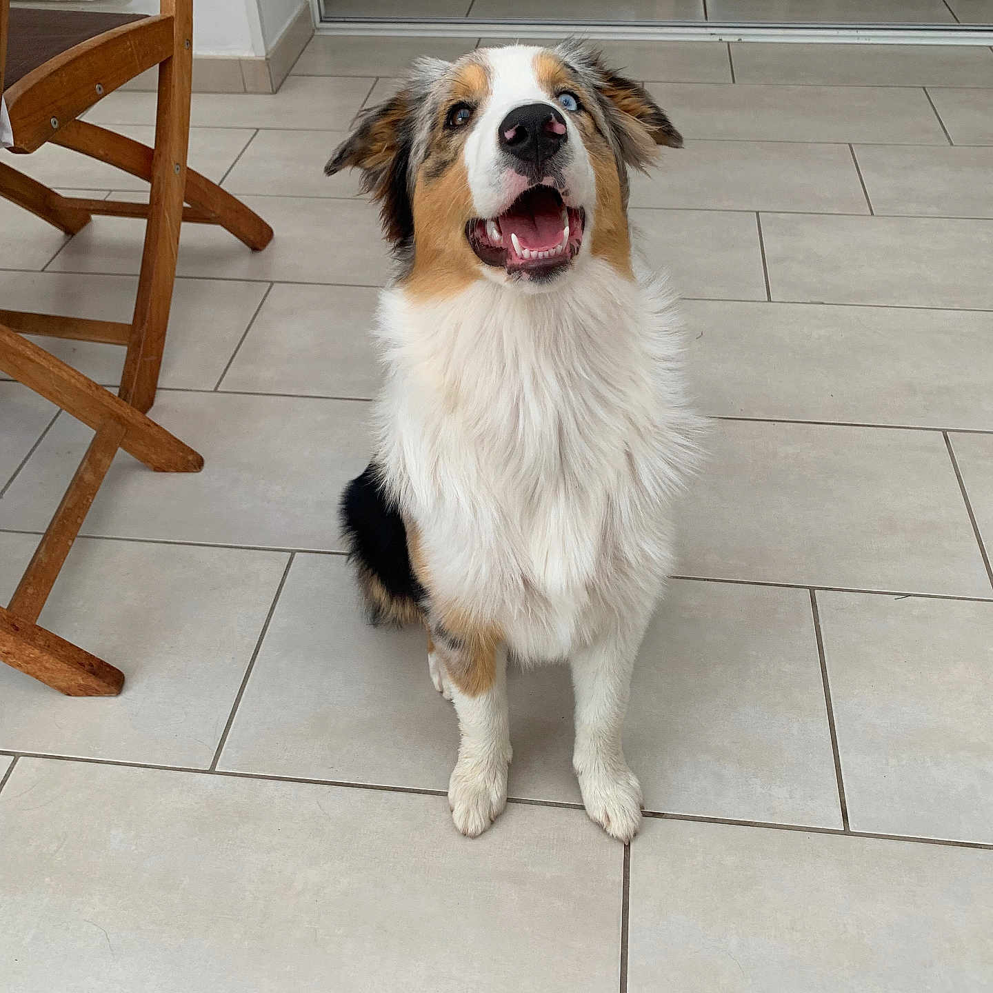 Utsanne participe au concours pour gagner de l'argent avec cette photo : animal, black_fur, brown_fur, canine, dog, ears, fluffy_fur, happy, house, indoor, looking_up, nose, open_mouth, pet, sitting, smiling, tile_floor, tongue, white_fur, wooden_chair