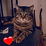 cat, tabby_cat, indoor, countertop, furniture, chair, heart_emoji, animal, pet, looking_at_camera, paws, striped_fur, domestic_cat, cute, relaxed, curious, wooden_chair, low_light, table, cozy