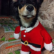 Nala participe au concours pour gagner de l'argent avec cette photo : dog, puppy, costume, santa_claus_outfit, festive, holiday, pet, animal, indoors, wood_pellets, bags, rustic, stone_wall, black_fur, tan_fur, cute, attentive, sitting, clothing, seasonal