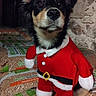 dog, puppy, costume, santa_claus_outfit, festive, holiday, pet, animal, indoors, wood_pellets, bags, rustic, stone_wall, black_fur, tan_fur, cute, attentive, sitting, clothing, seasonal