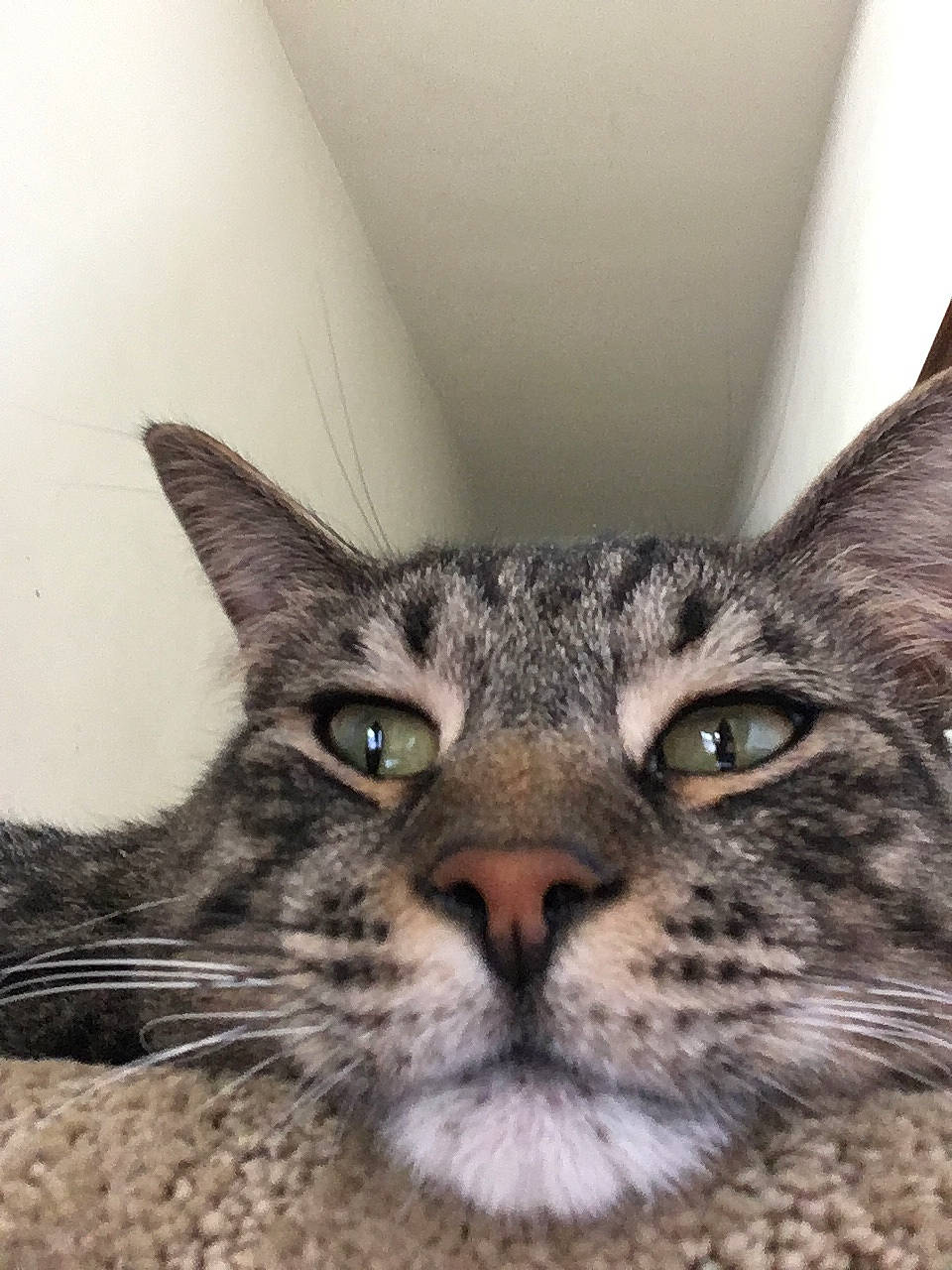 Auggie is registered to the contest to win money with this photo: carnivore, cat, domestic_short_haired_cat, door, ear, eye, felidae, fur, grass, head, lynx, mammal, paw, sand, small_to_medium_sized_cats, snout, terrestrial_animal, tree, whiskers, wildlife