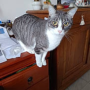 Némo a rejoint le concours — aidez-le/la à gagner de superbes lots ! animal, cabinet, cat, curious, decor, drawer, ears, eyes, feline, floor_tiles, gray_cat, home, indoor, lamp, papers, pet, tail, whiskers, white_cat, wooden_furniture