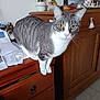 animal, cabinet, cat, curious, decor, drawer, ears, eyes, feline, floor_tiles, gray_cat, home, indoor, lamp, papers, pet, tail, whiskers, white_cat, wooden_furniture