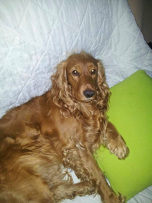 Gasper a rejoint le concours — aidez-le/la à gagner de superbes lots ! brown, canidae, carnivore, companion_dog, dog, dog_breed, fawn, fur, gun_dog, liver, spaniel, sporting_group, working_animal