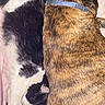 animal, bed, black_and_white_cat, blanket, brindle_dog, cat, collar, companions, cozy, cute, dog, domestic, fur, indoor, peaceful, pet, relaxing, resting, side_by_side, sleeping