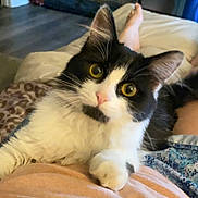 Fancy is registered to the contest to win money with this photo: animal, black_and_white, blanket, cat, closeup, cozy, curious, cute, domestic, fur, indoor, lap, mammal, person, pet, portrait, relaxed, resting, whiskers, yellow_eyes