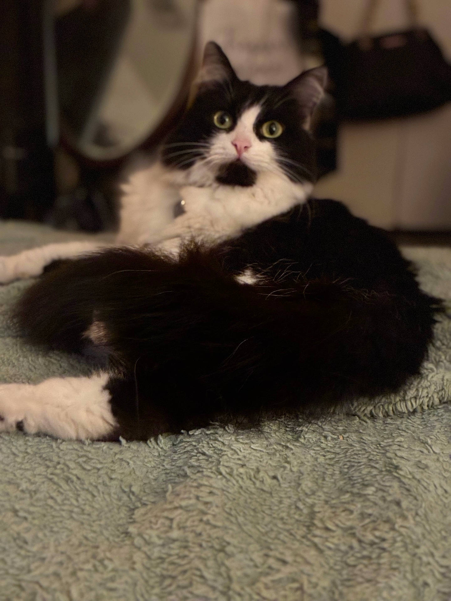 Fancy