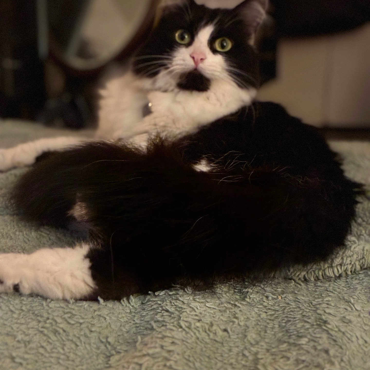 Fancy