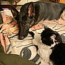 Fancy is registered to the contest to win money with this photo: animal, black_and_tan_dog, black_and_white_cat, blanket, cat, companion, cozy, cute, dog, domestic, friendship, fur, furniture, home, indoor, lying_down, mammal, pet, relaxed, resting