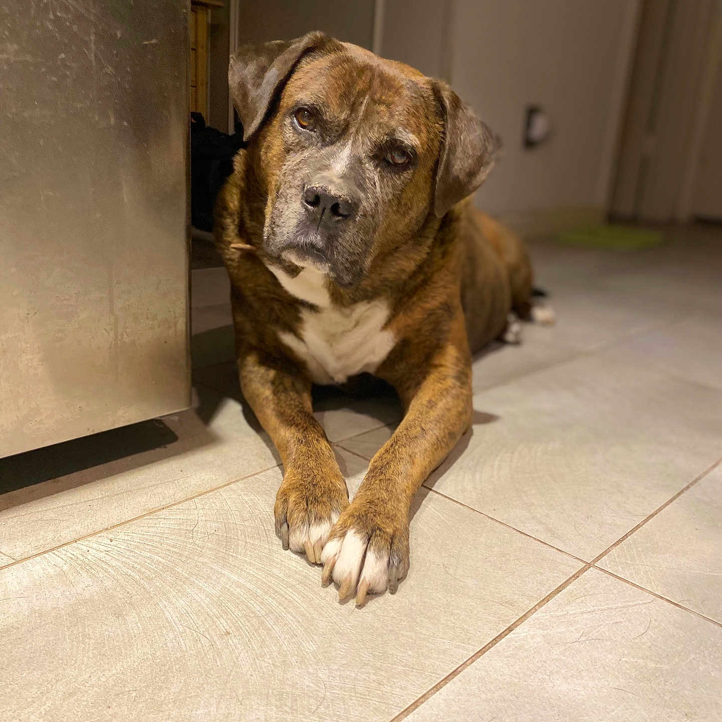Aries joined the competition — help win amazing prizes! dog, brindle, pet, indoor, floor, tile, animal, canine, relaxed, looking, paws, crossed_paws, brown, white, ears, snout, portrait, companion, cute, domestic