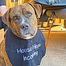 Aries joined the competition — help win amazing prizes! dog, brown_dog, bib, text_on_bib, concrete_floor, wooden_fence, truck, leash, outdoor, pet, animal, sitting, sunlight, calm, curious, paw, close_up, daylight, canine, domestic_animal