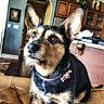 Glitter is registered to the contest to win money with this photo: dog, pet, indoor, living_room, couch, leather, ears, brown, black, furniture, home, kitchen, cabinet, decor, collar, animal, canine, portrait, attention, cozy
