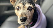 Glitter is registered to the contest to win money with this photo: animal, attentive, black, blurry_background, brown, car_seat, close_up, collar, cute, dog, ears, fur, hoodie, indoor, leash, pet, portrait, sitting, tan, vehicle