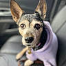 animal, attentive, black, blurry_background, brown, car_seat, close_up, collar, cute, dog, ears, fur, hoodie, indoor, leash, pet, portrait, sitting, tan, vehicle