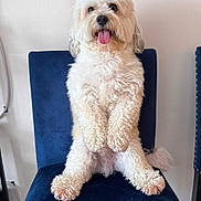 Luther is registered to the contest to win money with this photo: animal, blue_chair, canine, chair, companion, curly_fur, cute, dog, domestic_animal, fluffy, friendly, furniture, happy, home, indoor, pet, portrait, sitting, tongue_out, white_dog