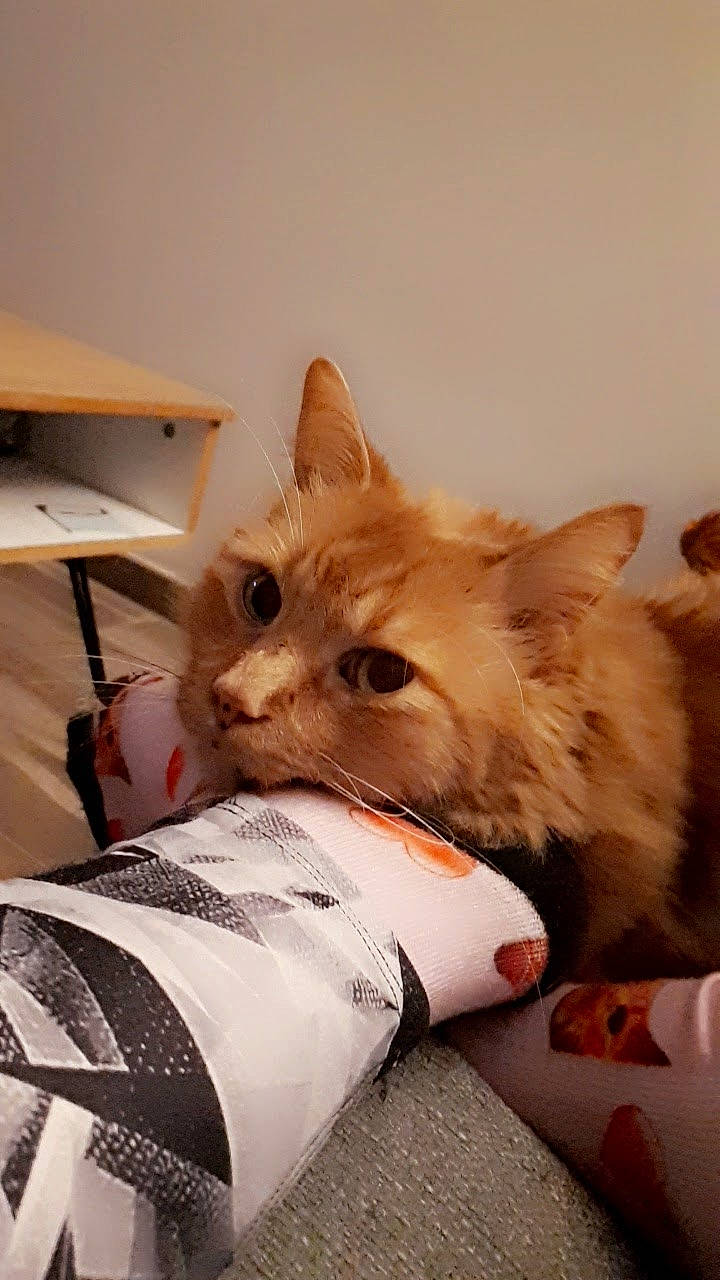 James a rejoint le concours — aidez-le/la à gagner de superbes lots ! bedding, box, cardboard, carnivore, cat, claw, comfort, domestic_short_haired_cat, fawn, felidae, fur, linens, packaging_and_labeling, paw, room, small_to_medium_sized_cats, snout, table, whiskers, wood