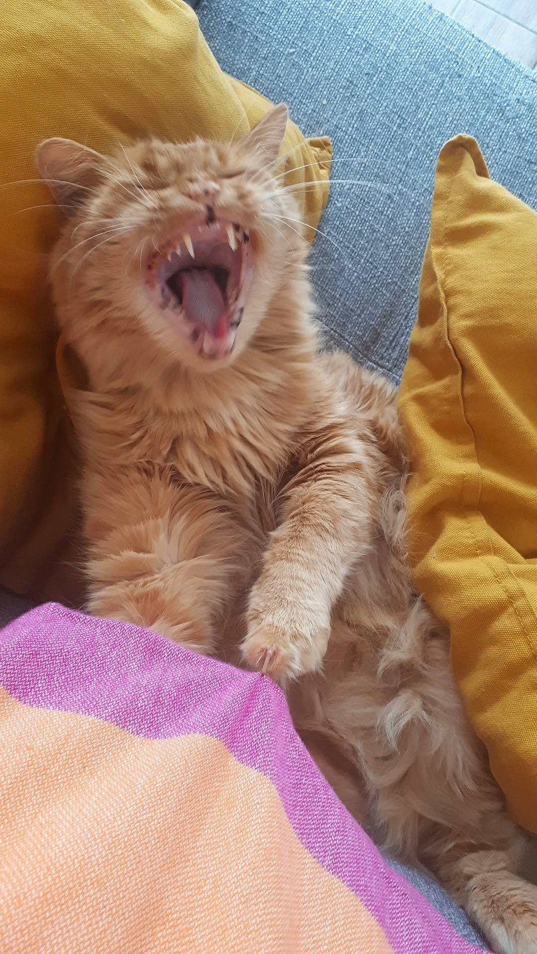 James participe au concours pour gagner de l'argent avec cette photo : carnivore, cat, claw, comfort, domestic_short_haired_cat, fang, fawn, felidae, foot, fur, gesture, magenta, paw, small_to_medium_sized_cats, snout, tail, terrestrial_animal, textile, whiskers, yawn