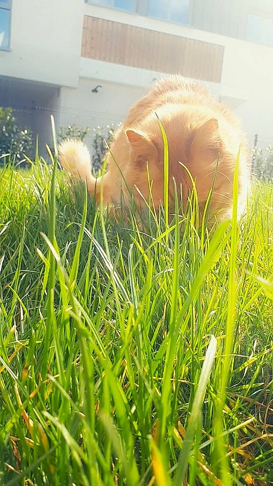 James participe au concours pour gagner de l'argent avec cette photo : dog_breed, fawn, field, grass, grass_family, grassland, grazing, happy, landscape, lawn, leaf, leisure, meadow, pasture, people_in_nature, plant, prairie, sporting_group, spring, wildlife